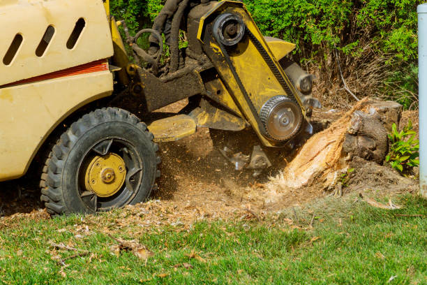 The Steps Involved in Our Tree Care Process in Eastpointe, MI